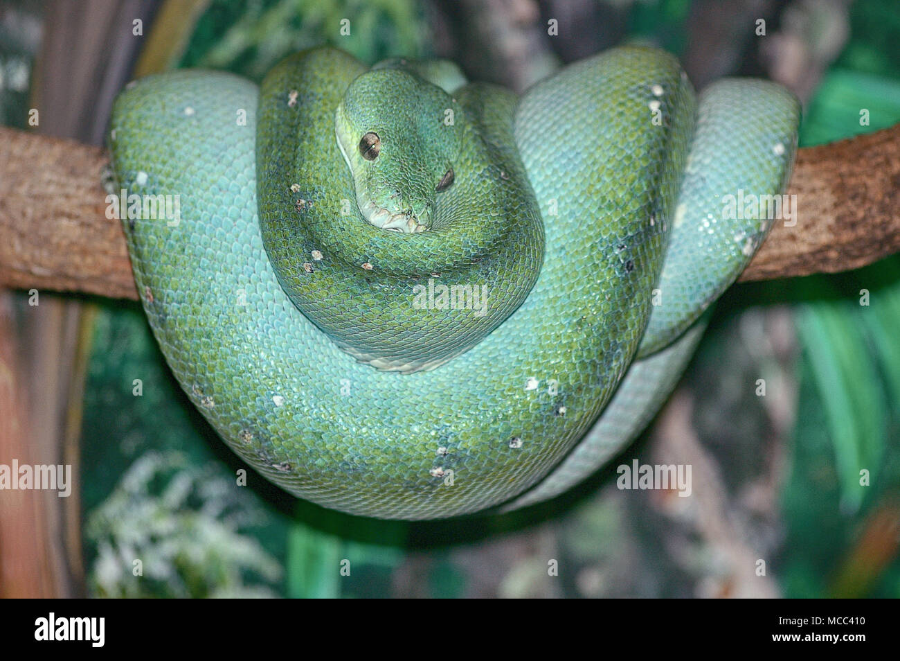 Green Snake in Tree Stock Photo