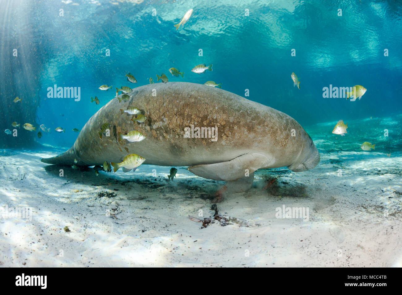 Endangered Florida Manatee, Trichechus manatus latirostris, at Three