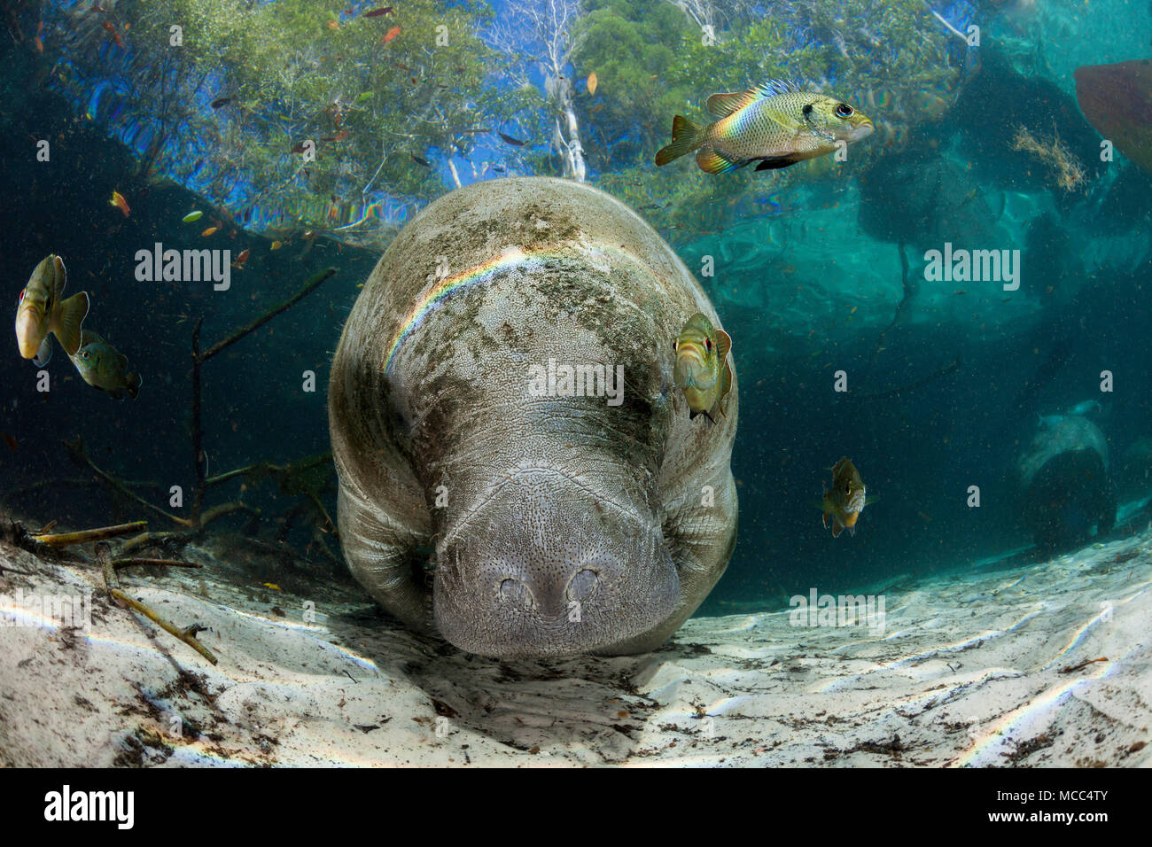 Endangered Florida Manatee, Trichechus manatus latirostris, at Three