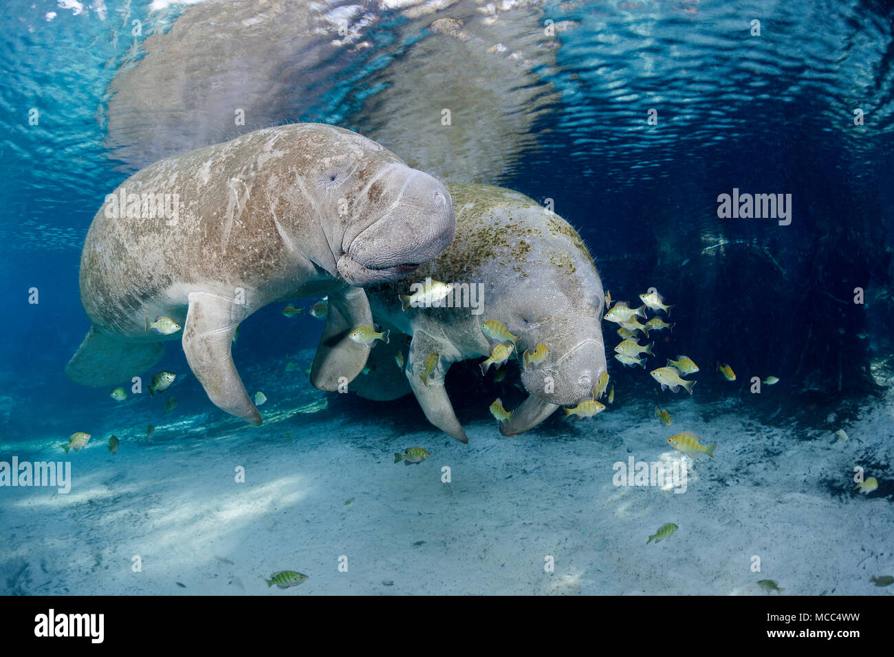 Endangered Florida Manatees, Trichechus manatus latirostris, gather at