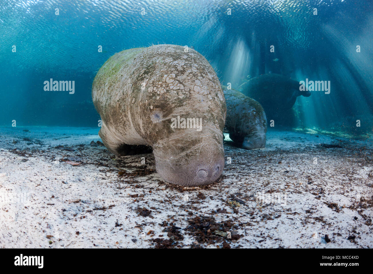 Endangered Florida Manatees, Trichechus manatus latirostris, gather at