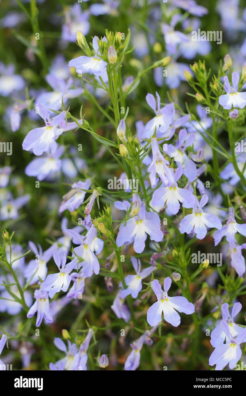 Lobelia azure mist hires stock photography and images Alamy