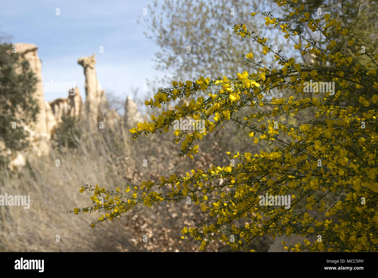 French broom hires stock photography and images Alamy