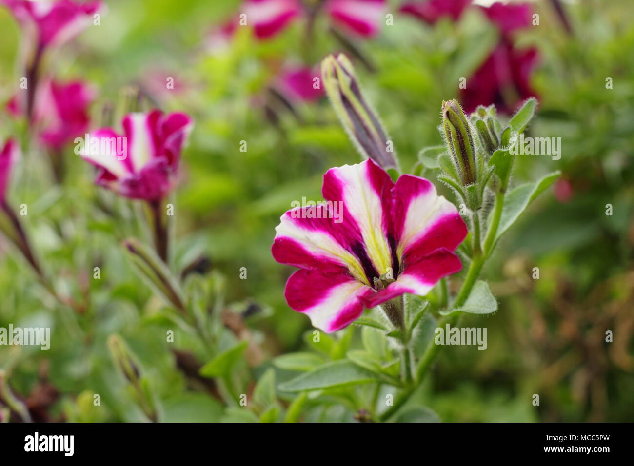 Petunia 'Littletunia Bicolour Illusion'. Stock Photo