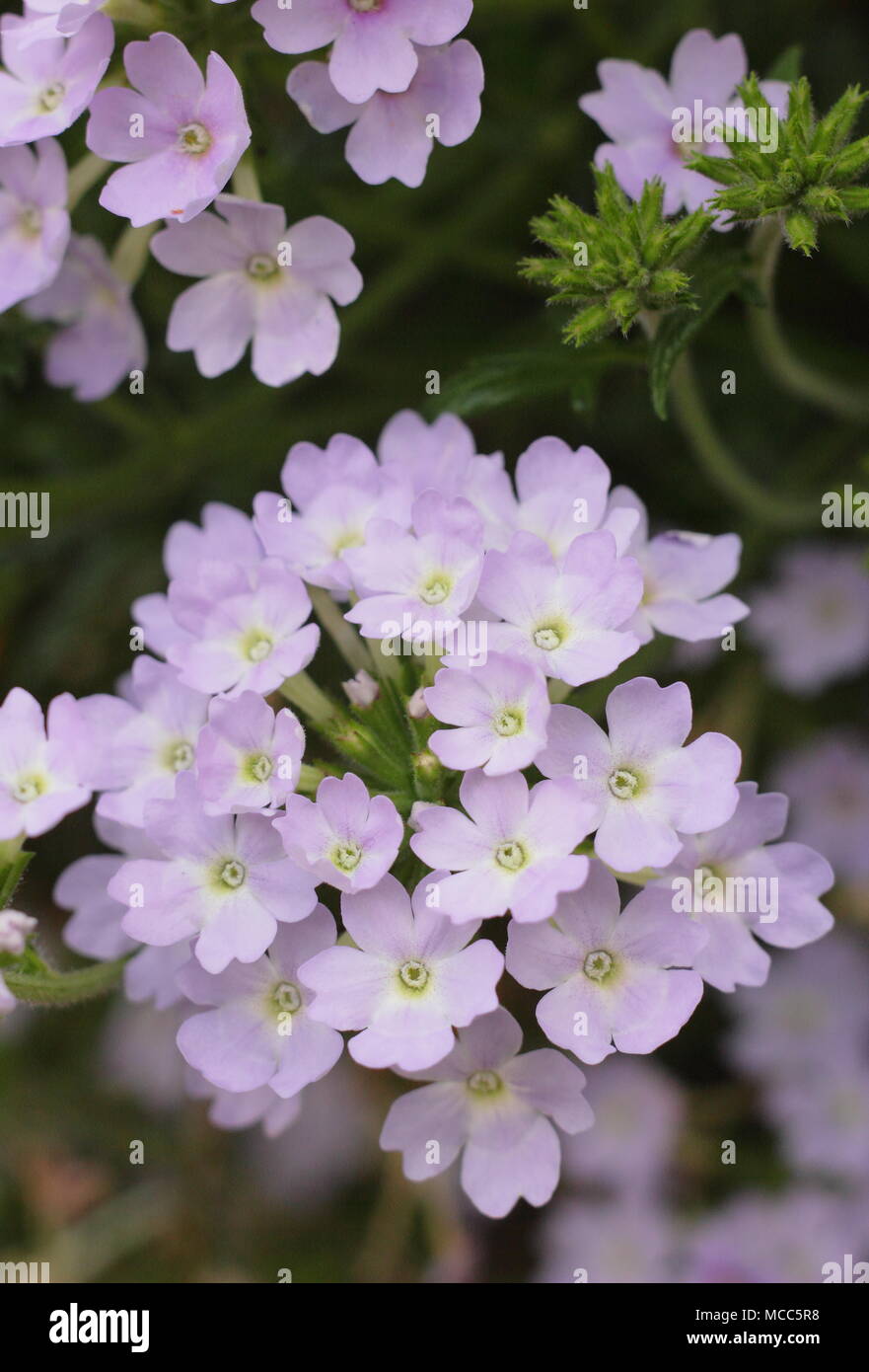 Verbena 'Aztec Silver Magic' trailing verbena flowers in a hanging