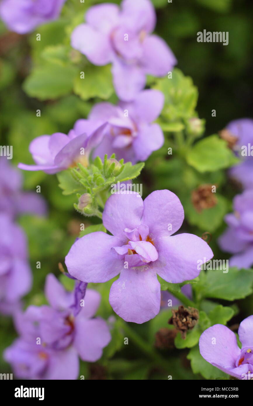 Bacopa Scopia Double Indigo Blue - flowering in a hanging basket, late summer, UK Stock Photo