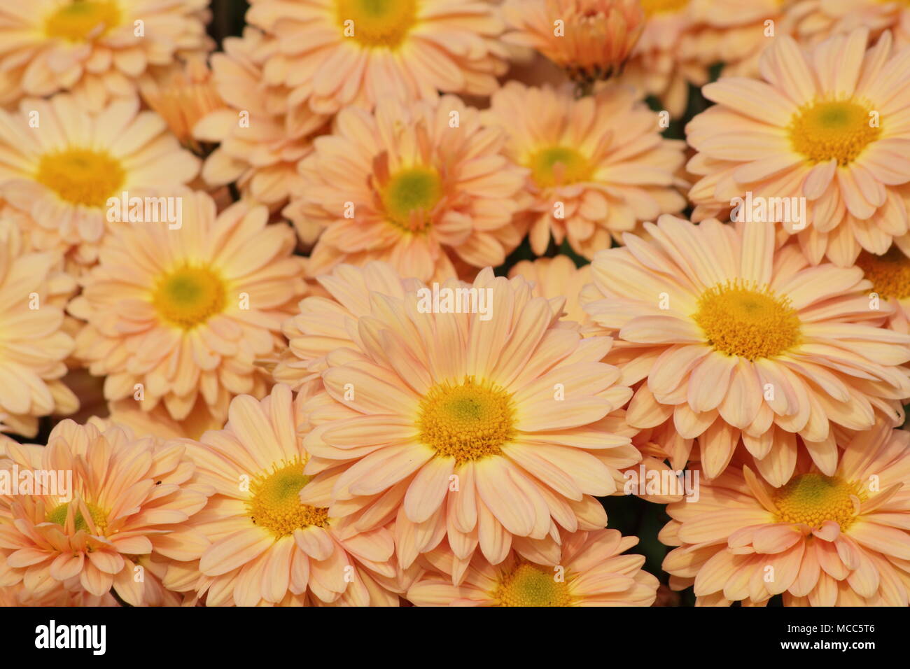 Chrysanthemum 'Honey Enbee Wedding' in flower in an English garden, late summer, UK Stock Photo