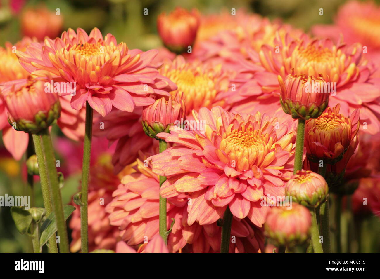 Chrysanthemum 'Salmon Talbot Parade'' in flower in an English garden, late summer, UK Stock Photo