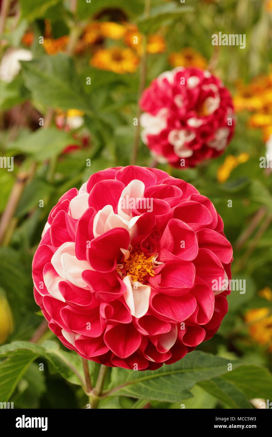 Dahlia War of the Roses' bi-colour flower in full boom, late summer ,UK Stock Photo