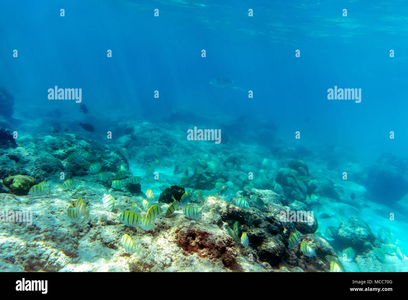 Flock of yellow fish flowing in Indian ocean. beautiful yellow striped fish in the water. Andaman and Nicobar Islands. Neil,Havelock. The concept of s Stock Photo