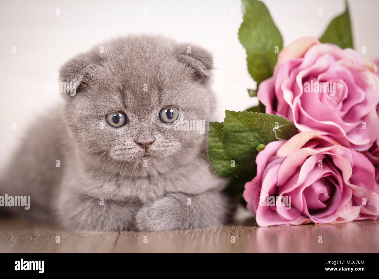Cat background with bouquet of rose Stock Photo - Alamy