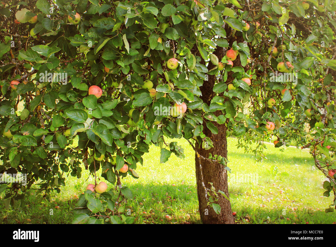 Apple on trees in orchard in fall season Stock Photo Alamy
