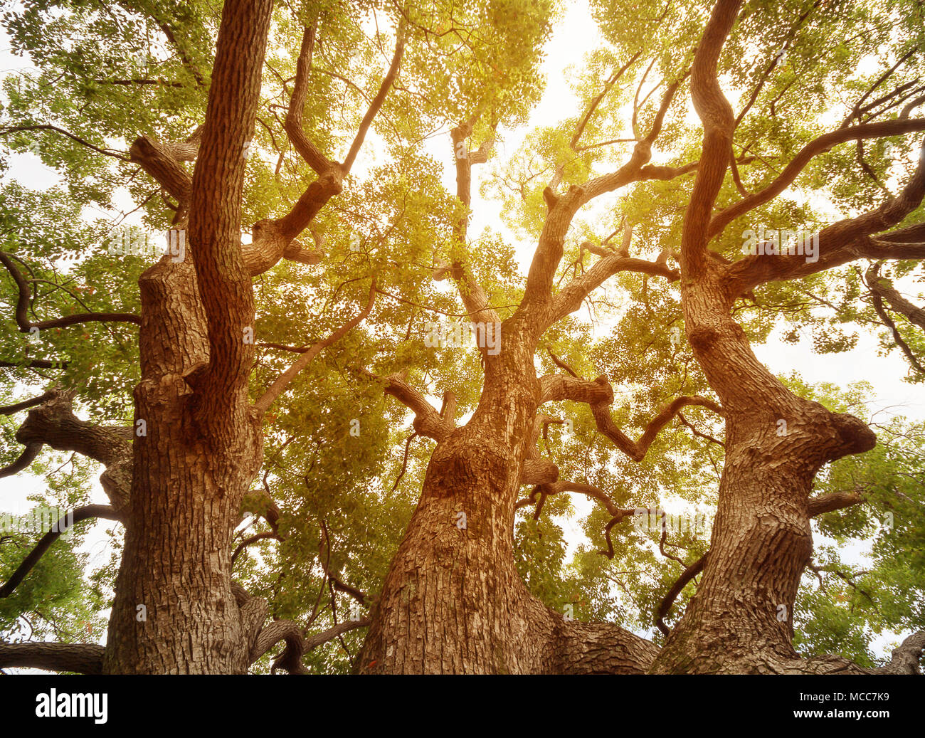 Under the shade of Tall trees,Big tree in natural park with sunlight in summer background, Old
