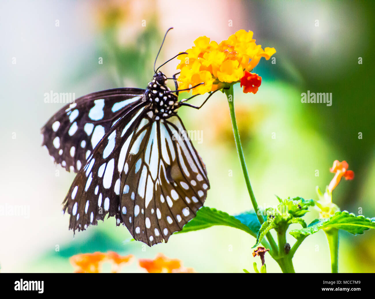 Butterfly on flowers / beautiful butterfly & flower in the garden ...