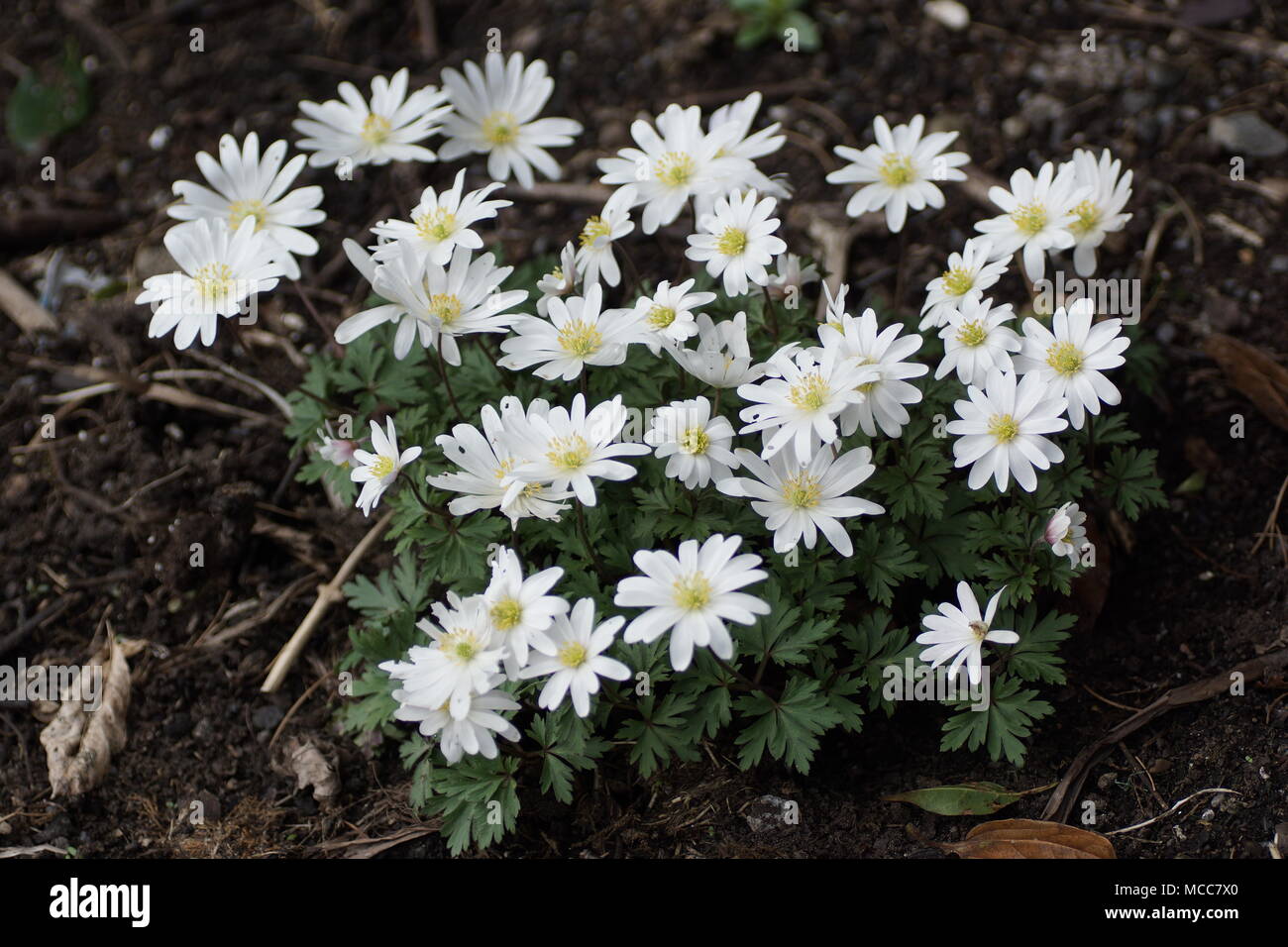 Flowers of Anemone blanda 'White Splendour' Stock Photo