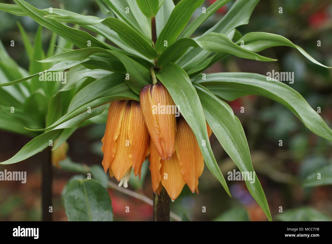 The orange flowers of Fritillaria imperialis 'Aurora' Stock Photo