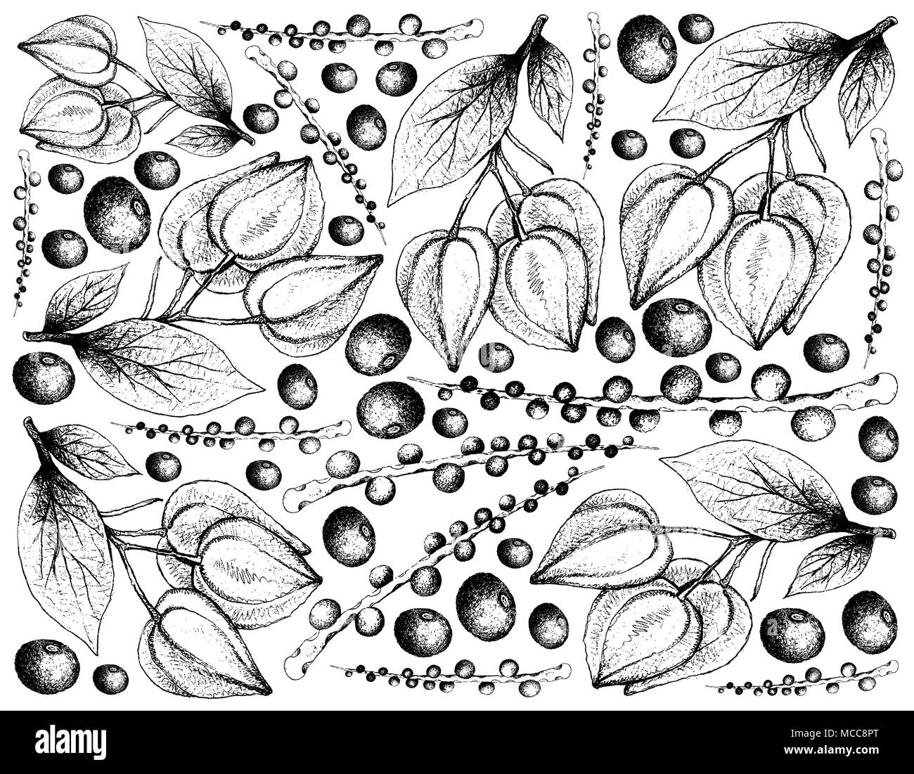 Berry Fruit, Illustration Wallpaper Background of Hand Drawn Sketch of Acai Berries or Euterpe Oleracea and Belimbing Merah, Belimbing Hutan or Baccau Stock Photo