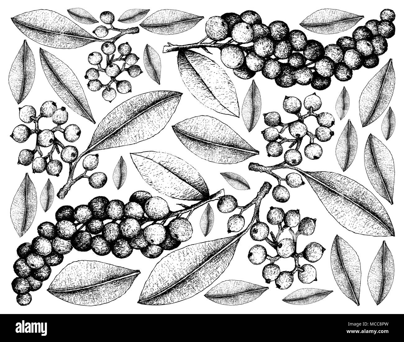 Berry Fruit, Illustration Wallpaper Background of Hand Drawn Sketch of Carallia Brachiata and Antidesma Thwaitesianum Fruits. Stock Photo