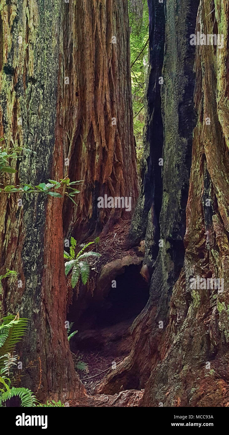 Redwood trees in a coastal redwood grove Stock Photo Alamy