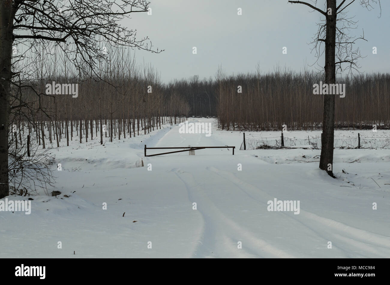 Entrance into forest in Serbia during winter, all covered with snow