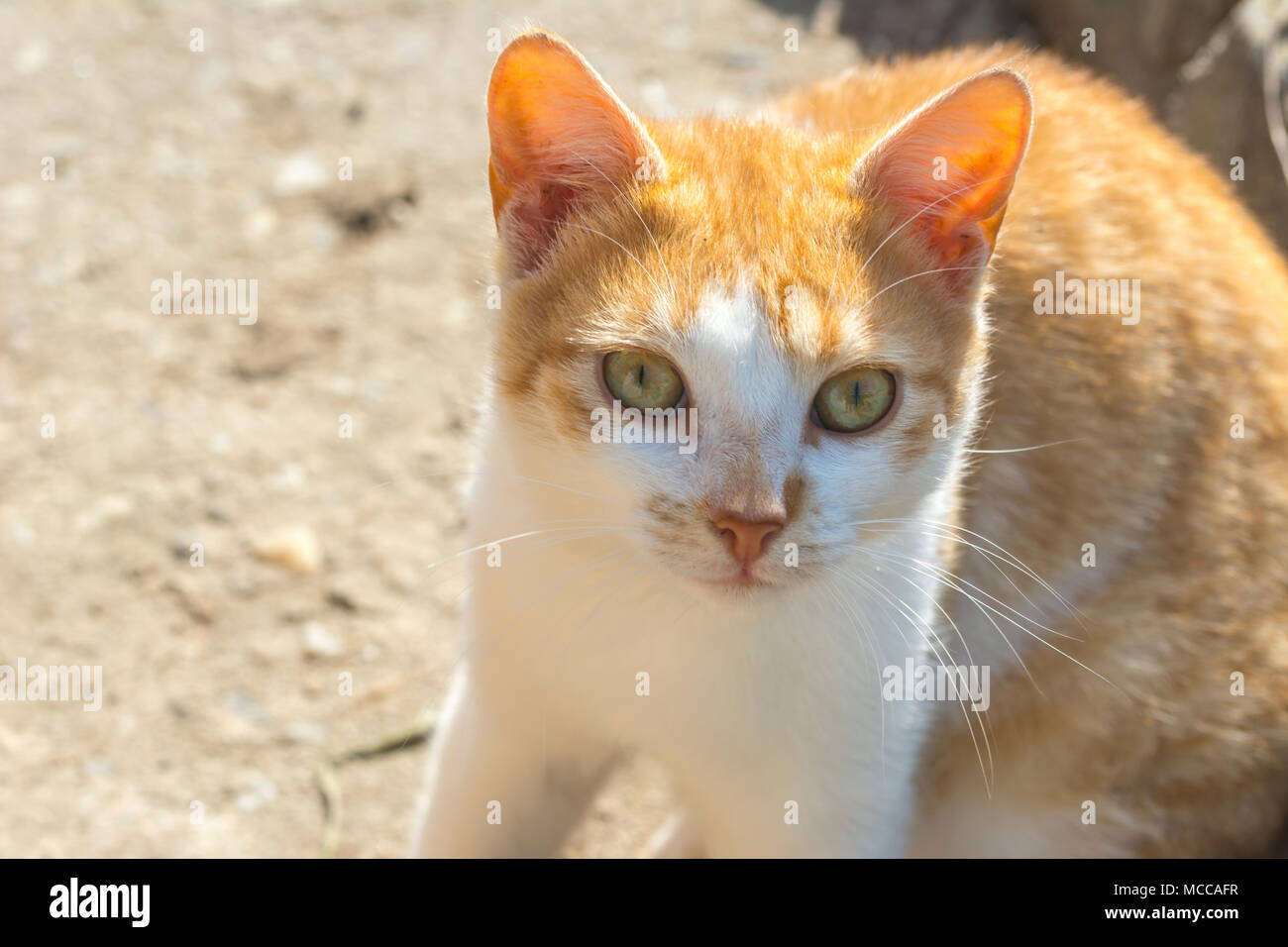 Orange,white cat looking straight to camera, ,domestic cat, relaxing cat, emotional eyed cats, Stock Photo