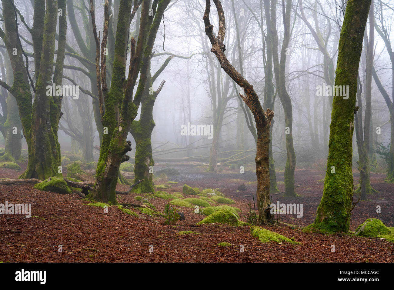 Trees in the mist Stock Photo - Alamy
