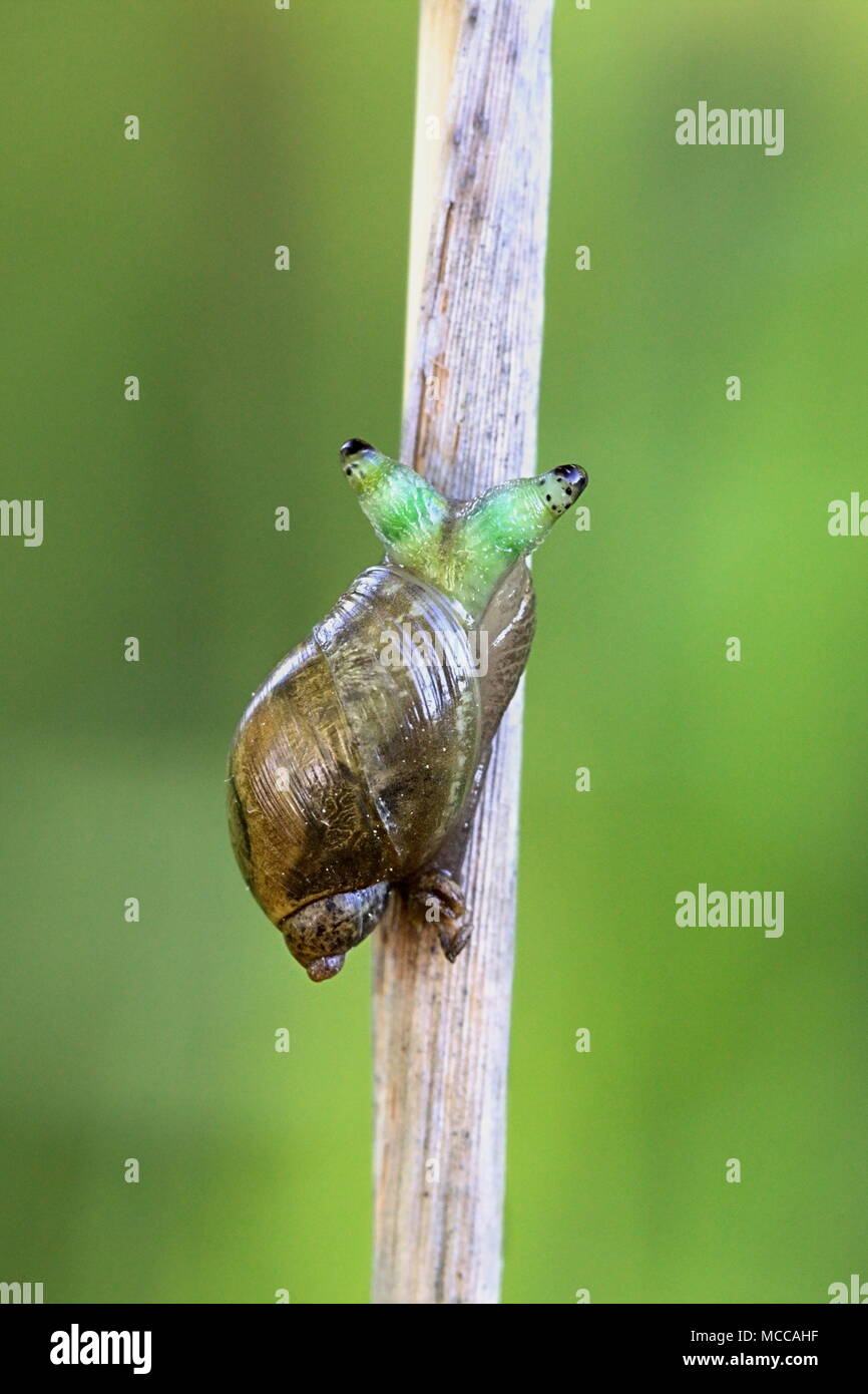 Green-banded broodsac, Leucochloridium  paradoxum, a parasitic worm living in European  amber snail, Leucochloridium paradoxum Stock Photo