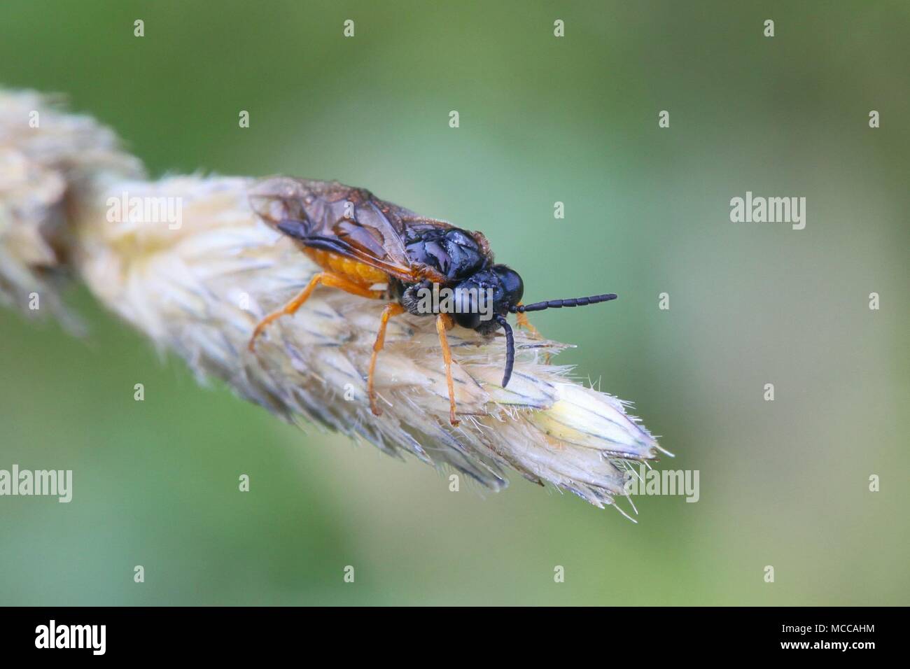 Loosestrife sawfly, Monostegia abdominalis, a  harmful garden pest Stock Photo