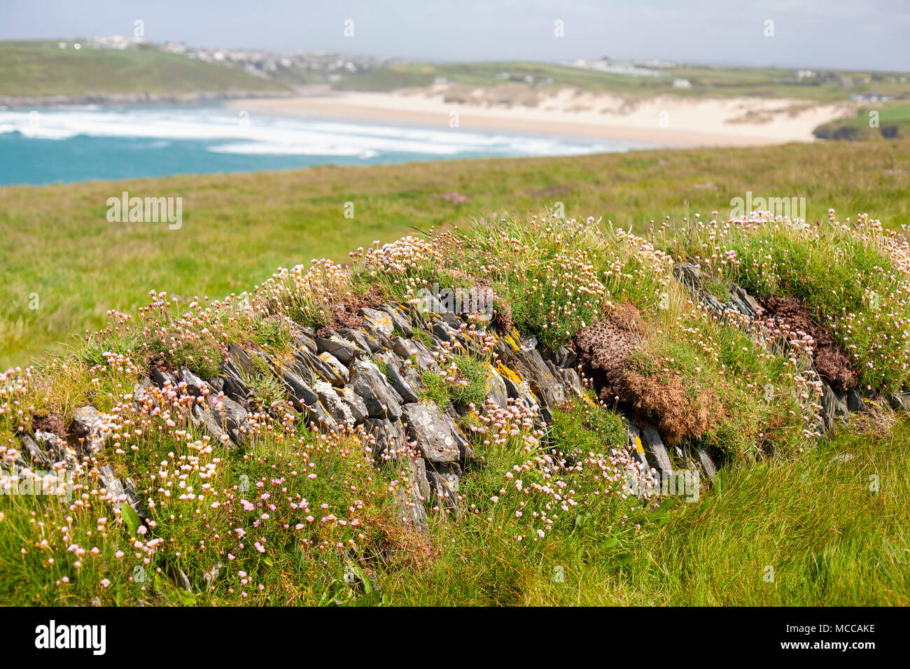 Low stone wall covered in grass and thrift flowers on West Pentire Head near Newquay in Cornwall, UK Stock Photo