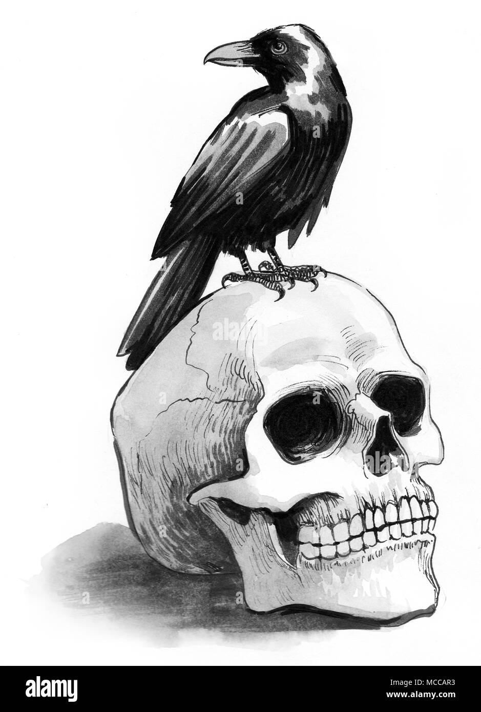 Black raven sitting on a human skull Stock Photo
