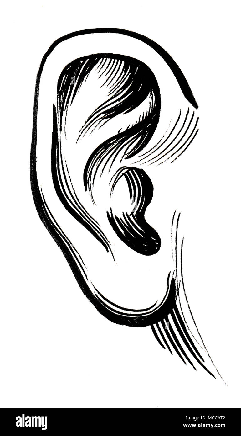 Ink black and white drawing of a human ear Stock Photo