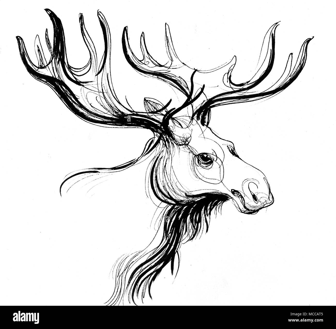 Featured image of post Moose Head Drawings Download and use them in your website document or presentation