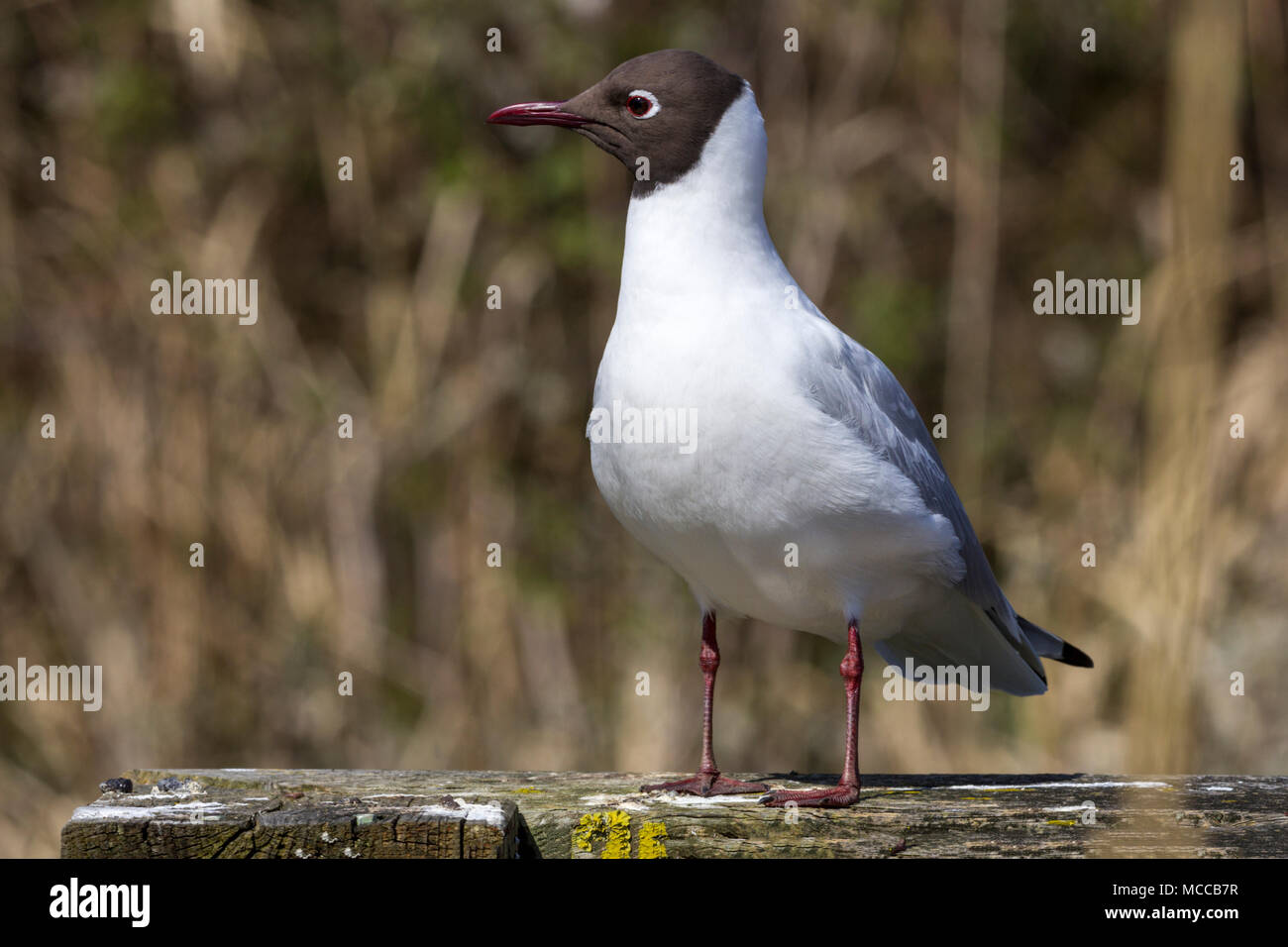 Black headed gull (Larus ridibundus) perched on fencing at waters edge at Arundel wetland centre. Dark red bill and legs black hooded face white body. Stock Photo