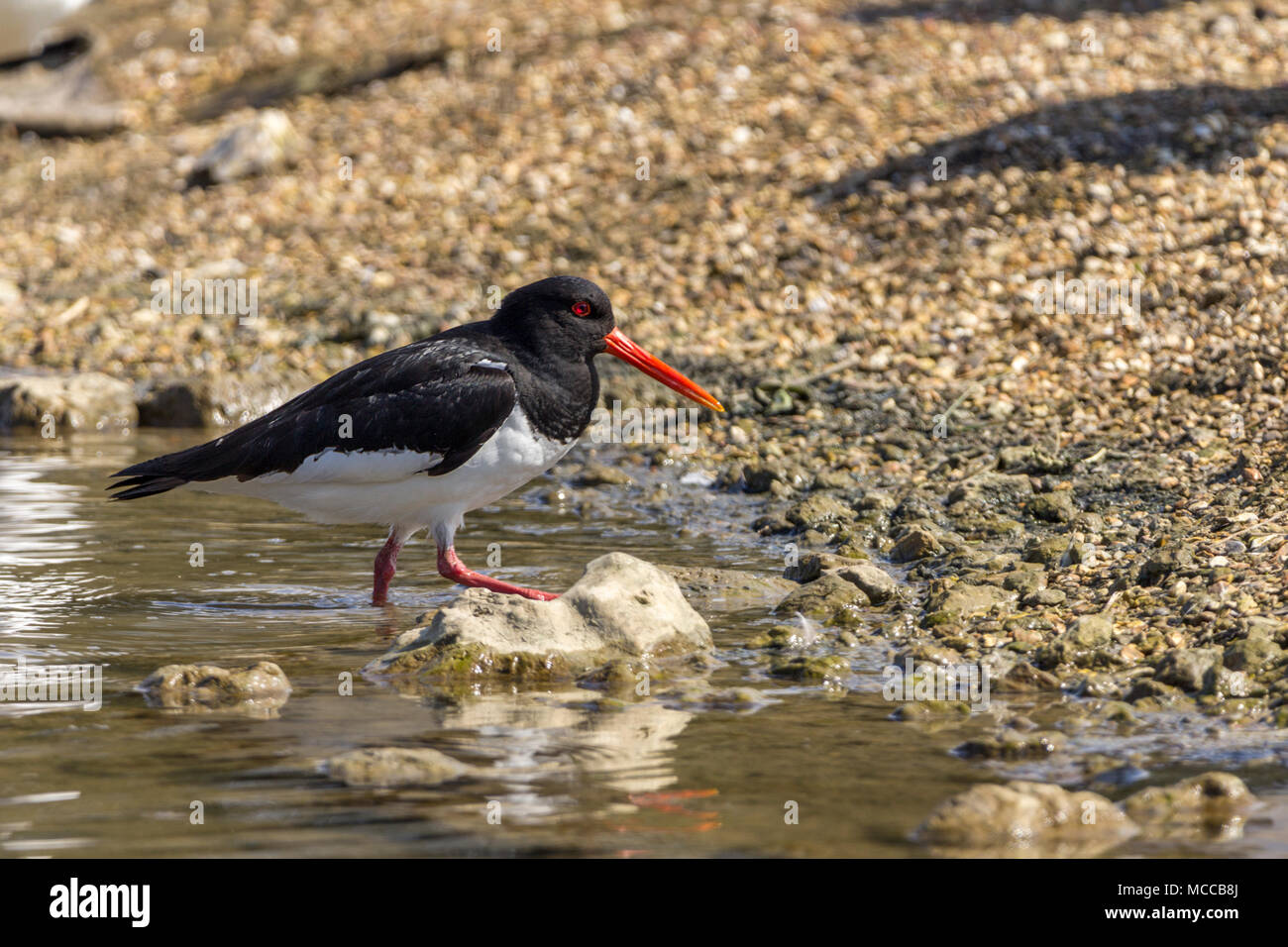 Black And White Wading Bird It Has A Long Stock Photos & Black And