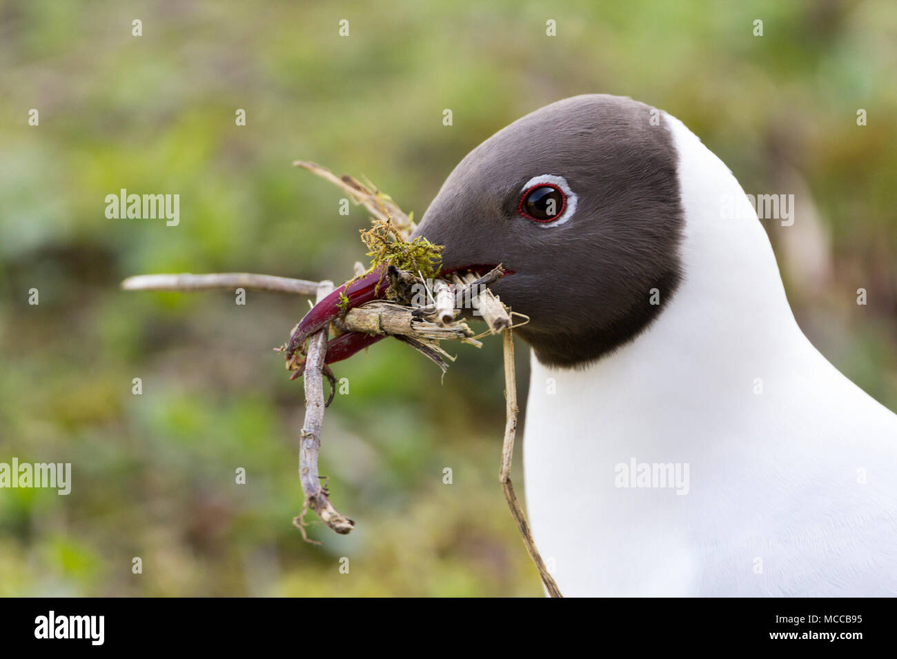 Black headed gull (Larus ridibundus) collecting nesting material with a bill full of twigs and vegetation. This is a close up detailed head image. Stock Photo
