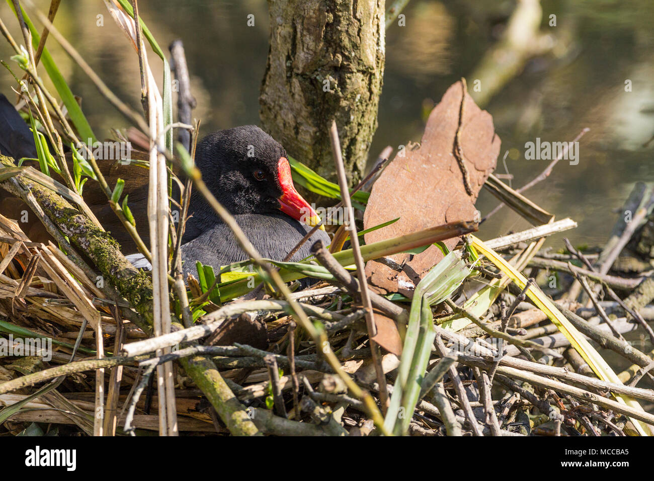 Nesting Moorhen (Gallinula chloropus) on a nest built with sticks reeds vegetation and hardboard waste as an unusual feature. Black plumage red bill. Stock Photo