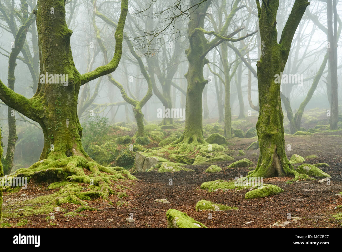 Trees in the mist Stock Photo - Alamy