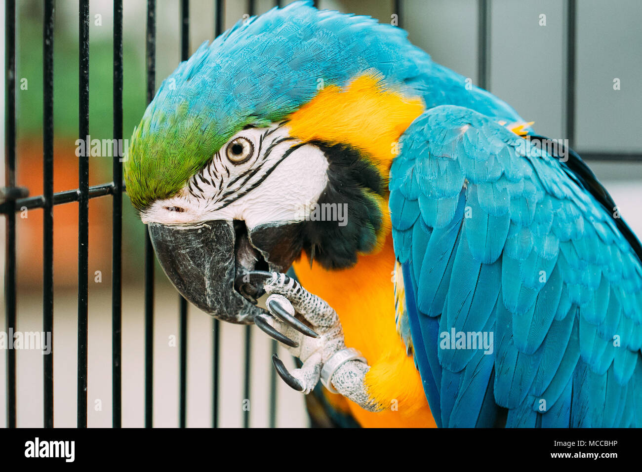 Blue-and-yellow Macaw Also Known As The Blue-and-gold Macaw In Zoo. Wild Bird In Cage. Stock Photo