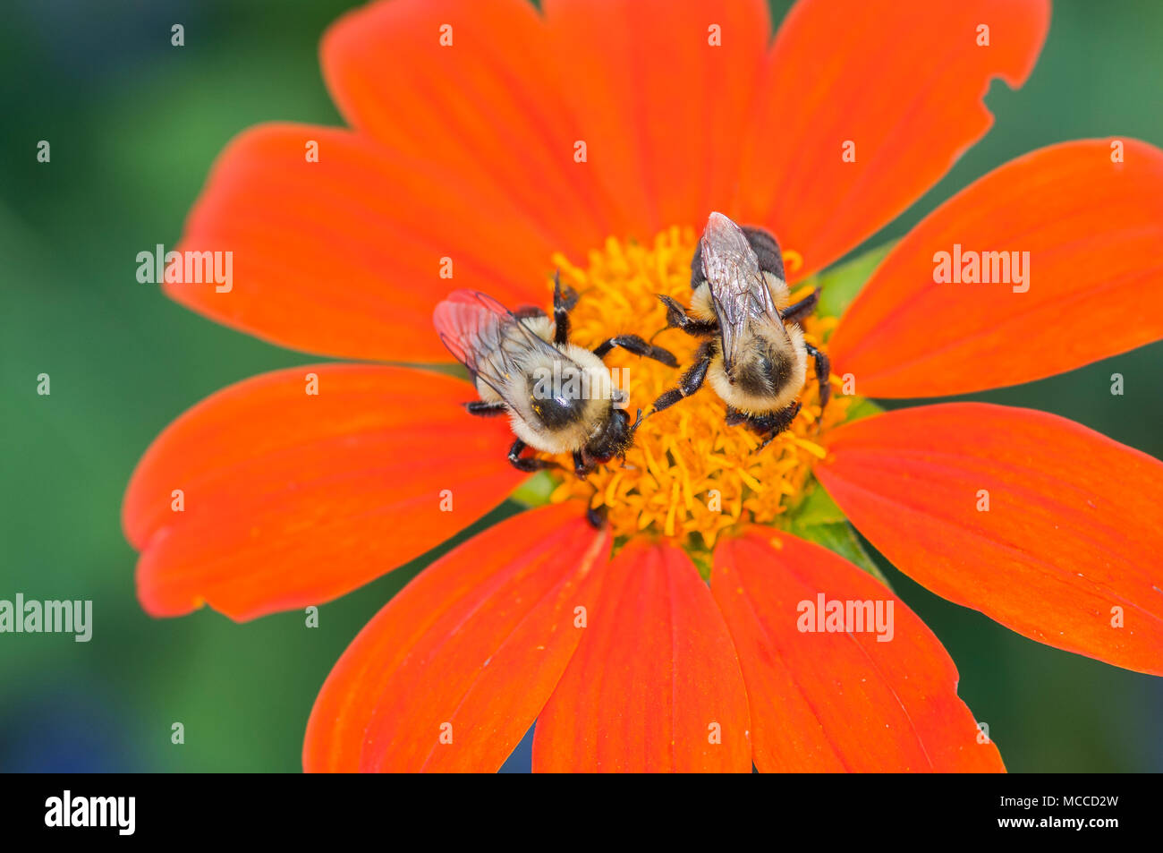 St. Paul, Minnesota. Como Park. A pair of common eastern bumble bees, bombus impatiens, foraging on flower. Stock Photo