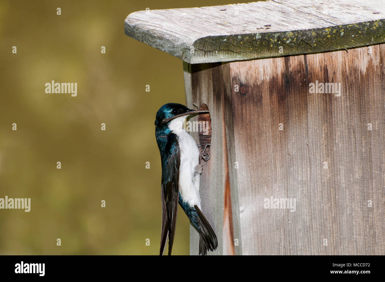 Little Canada, Minnesota. Gervais Park. Male Tree Swallow, Tachycineta bicolor, bringing nesting material to his mate to build a nest in the nesting b Stock Photo