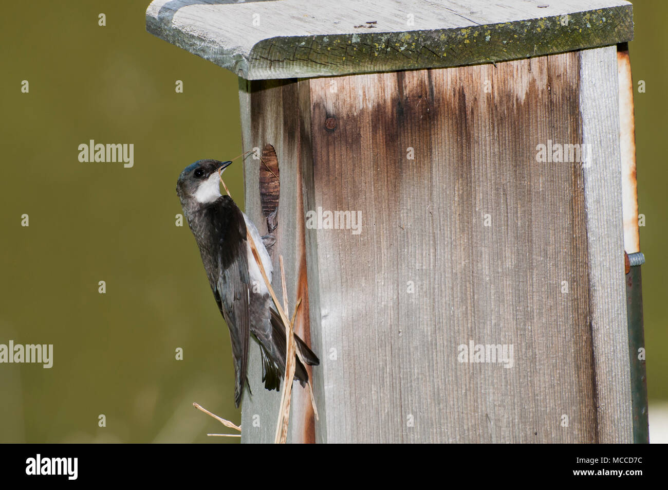Little Canada, Minnesota. Gervais Park. Female Tree Swallow, Tachycineta bicolor, bringing nesting material to build a nest in the nesting box. Stock Photo