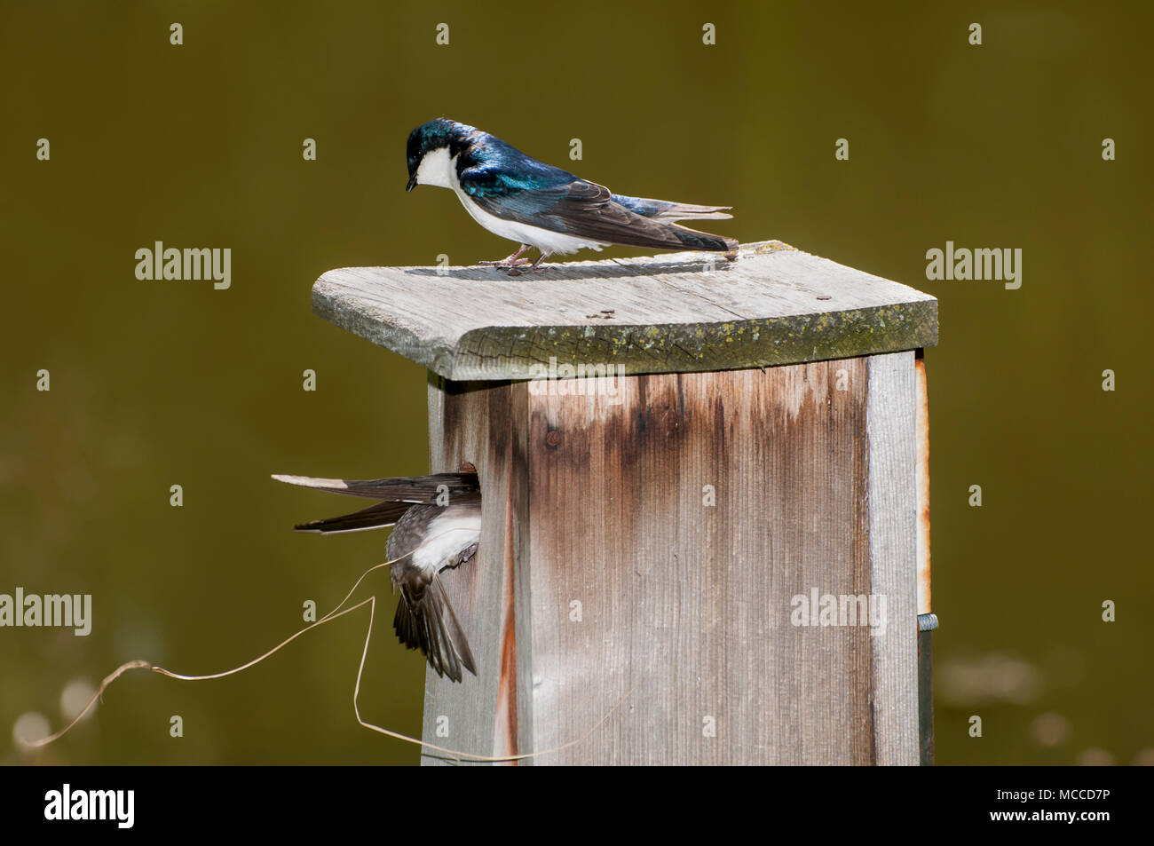 Little Canada, Minnesota. Gervais Park. Male Tree swallow, Tachycineta bicolor, watches as the female Swallow brings material in for the new nest they Stock Photo