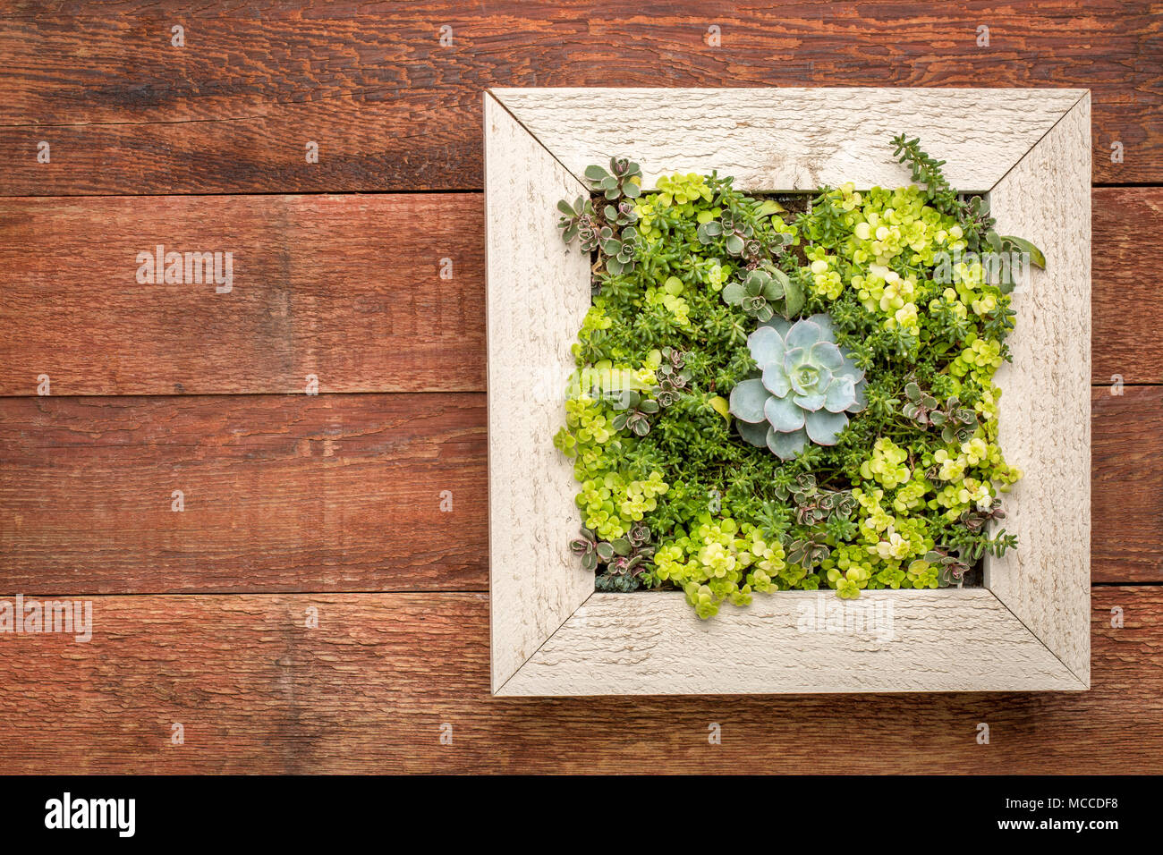 succulent plant mini garden in a picture frame (wall planter) against rustic barn wood Stock Photo