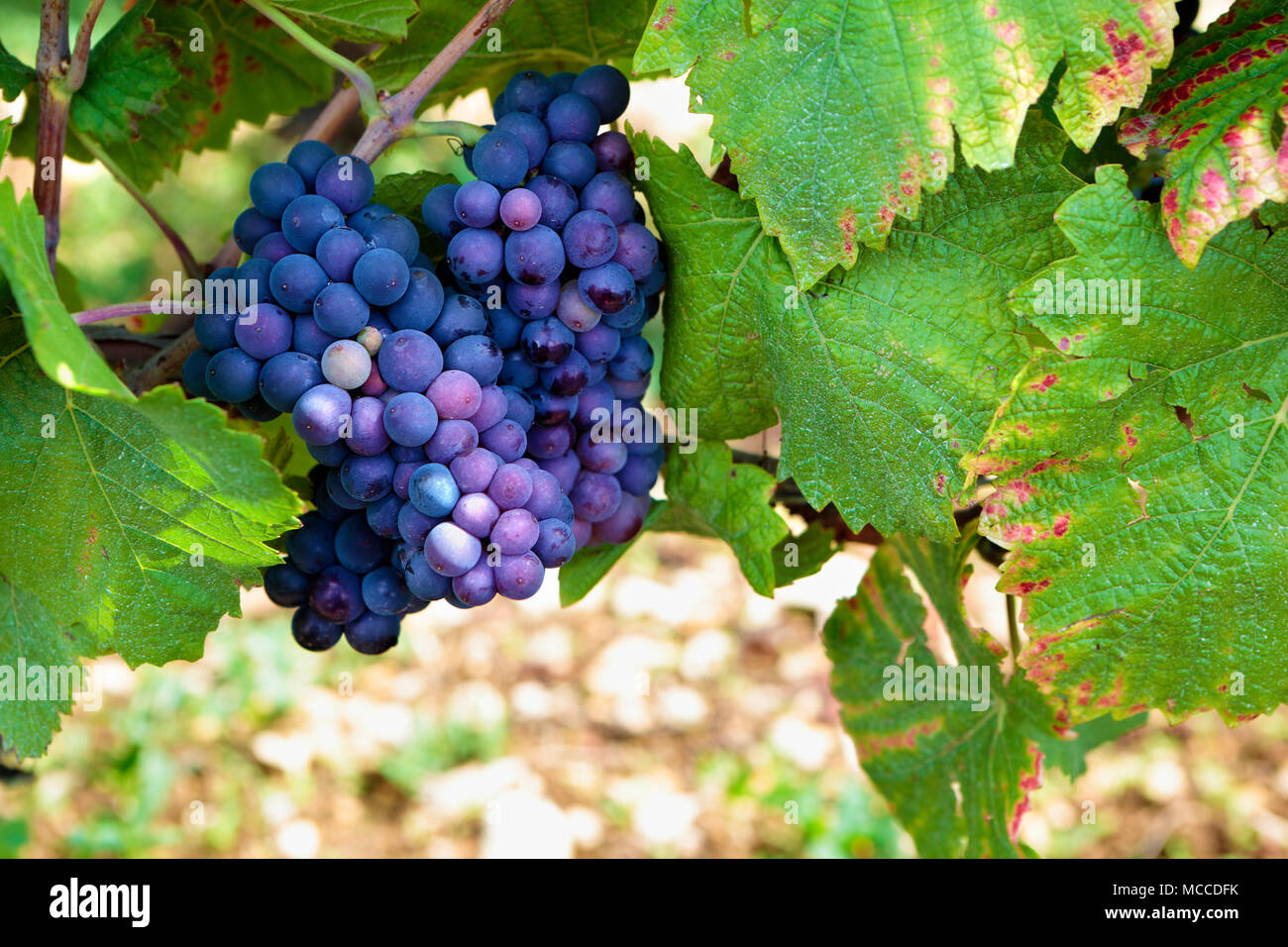Red pinot noir red wine grapes Burgundy vineyard France. Stock Photo