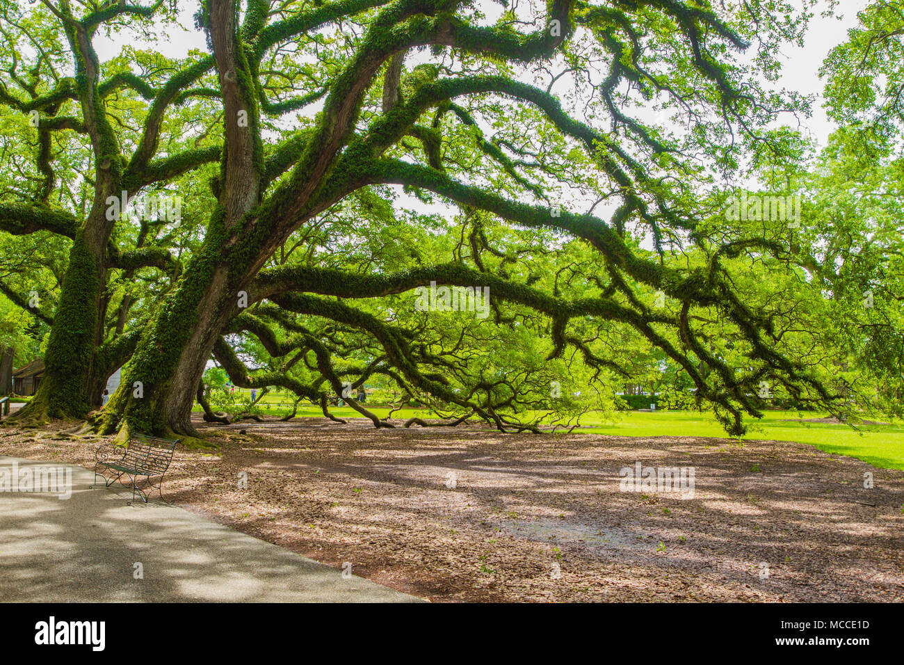 Southern live oak trees on Oak Alley Plantation, Vacherie, Louisiana