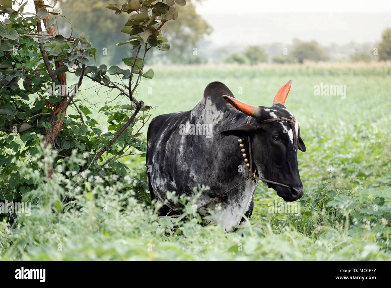 A sacred Umblachery Zebu cow in a field in Maharashtra, India Stock Photo