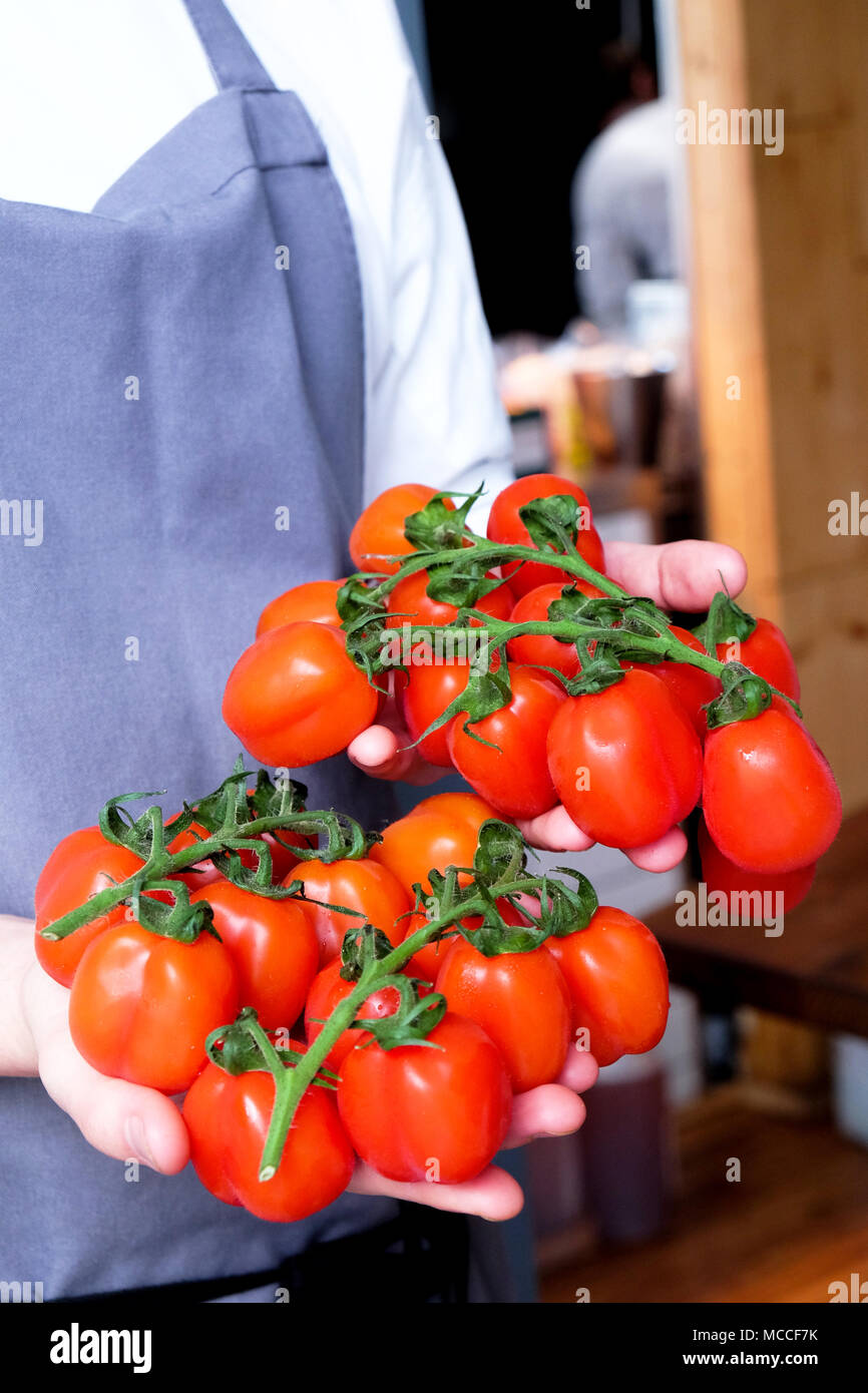 a close up Chefs hands holding a bunch of red plum tomatoes on green vines about 24 tomatoes with 12 in each hand behind his chefs whites and grey apr Stock Photo