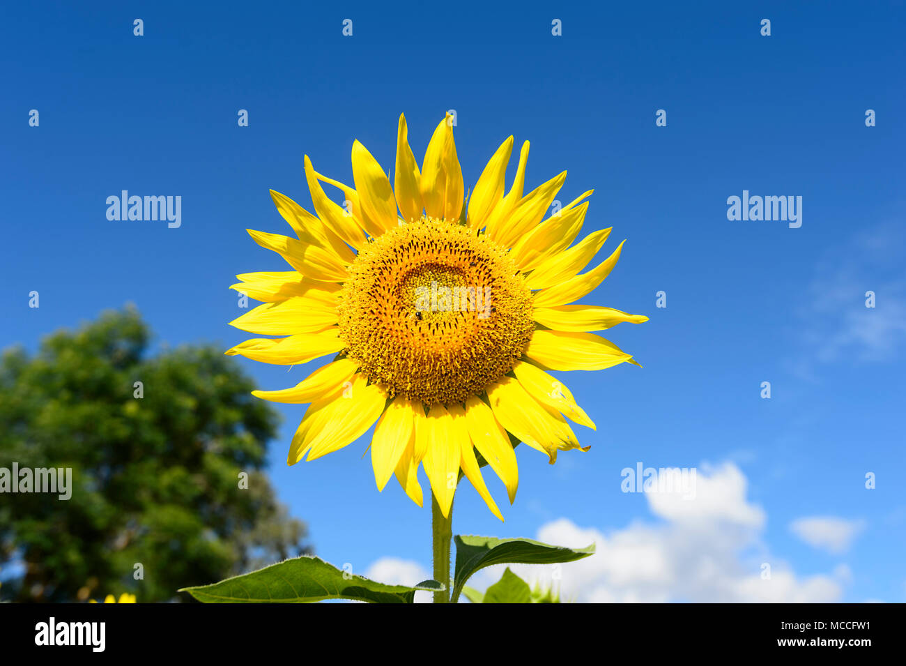 Close-up of a flowering sunflower (Heliantus) flowerhead against a blue sky, near Cairns, Far North Queensland, FNQ, QLD, Australia Stock Photo