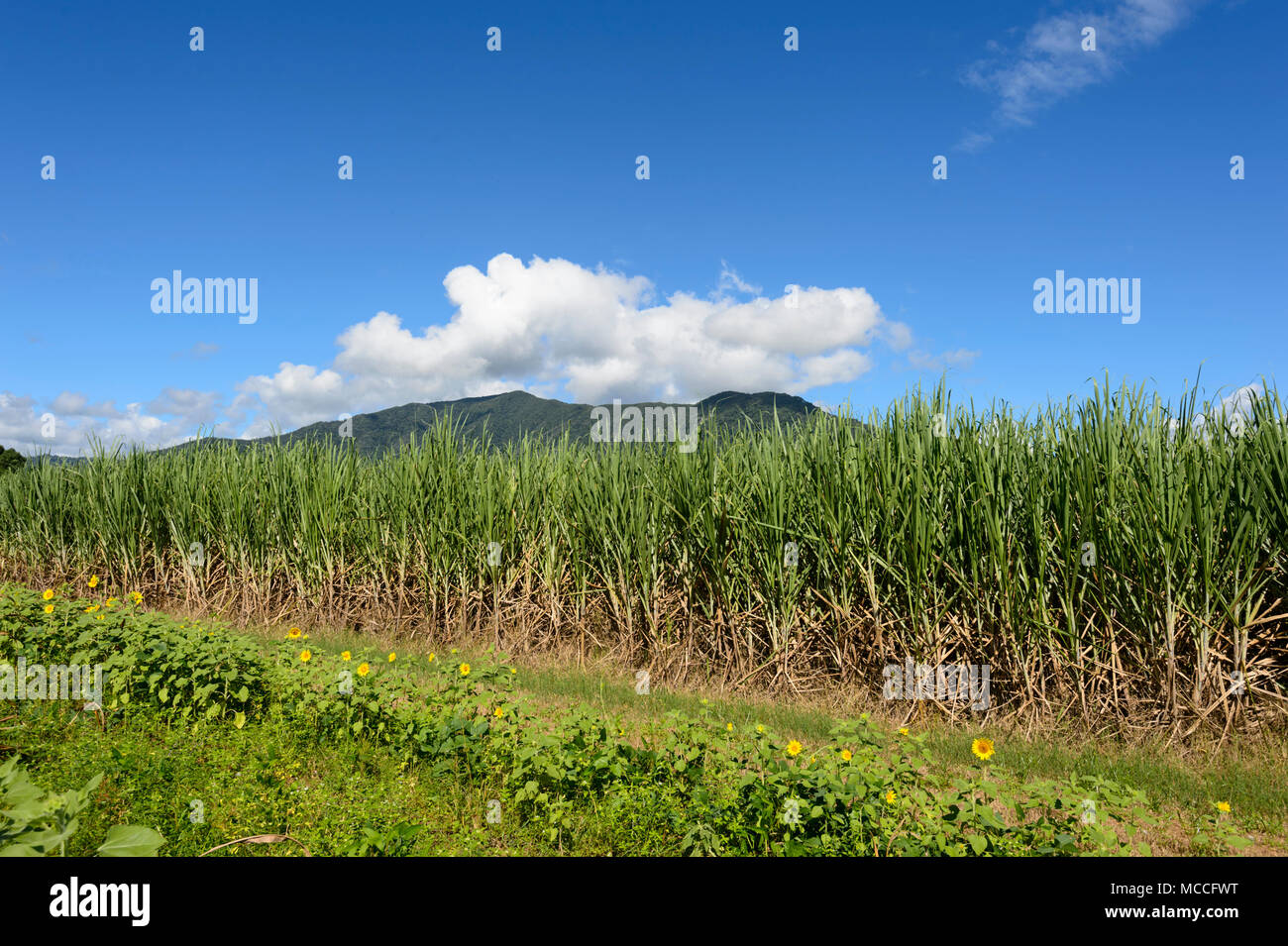 A sugarcane crop at Freshwater, near Cairns, Far North Queensland, FNQ, QLD, Australia Stock Photo