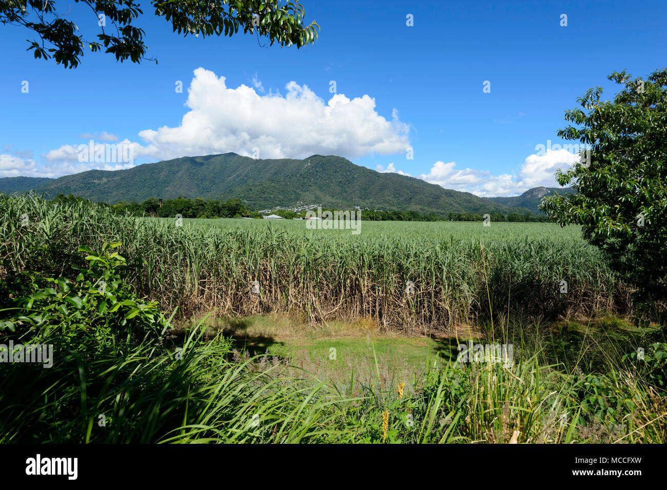 View of a sugarcane field at Freshwater, near Cairns, Far North Queensland, FNQ, QLD, Australia Stock Photo